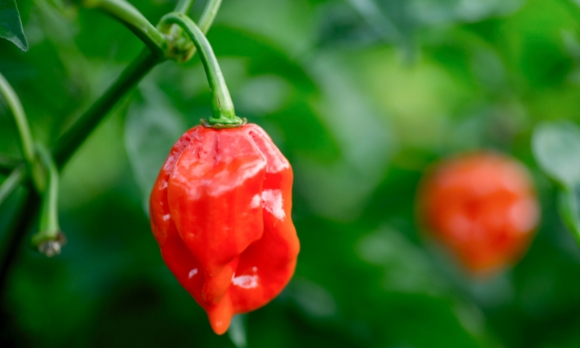 舞妓はんひぃ～ひぃ～で使用しているハバネロ