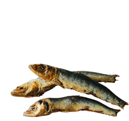 熊本県産 いわし節