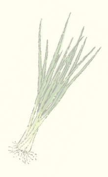 京らー油ふりかけ